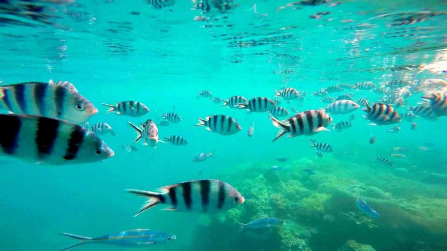 Treasure Island Fiji - snorkelling