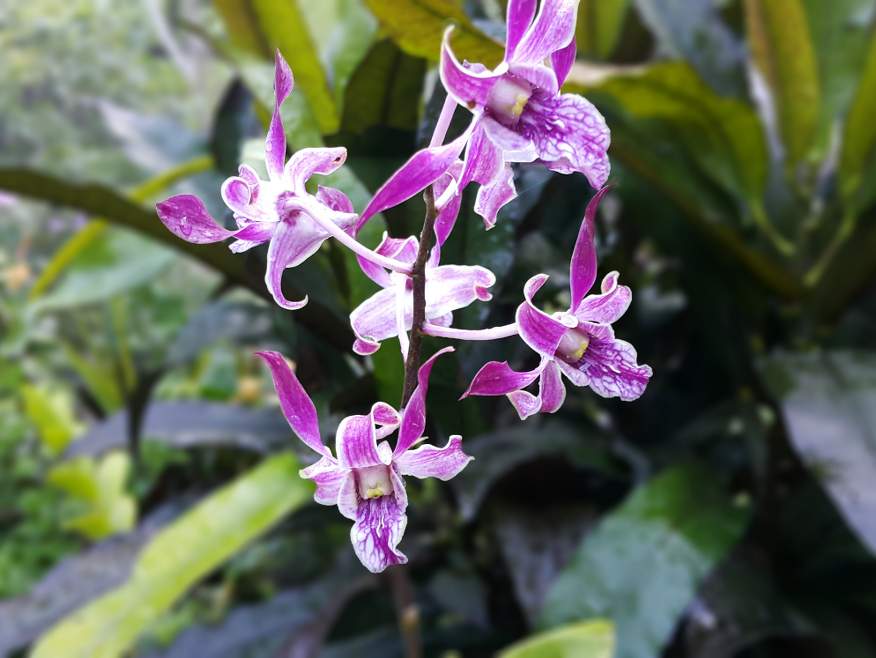 Garden of the Sleeping Giant Orchids