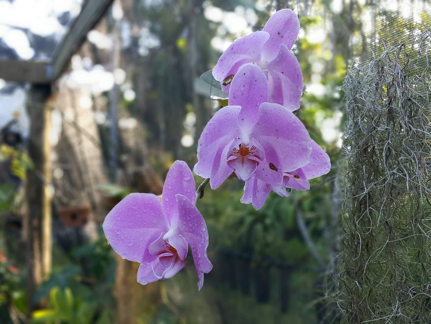 Garden of the Sleeping Giant Orchids