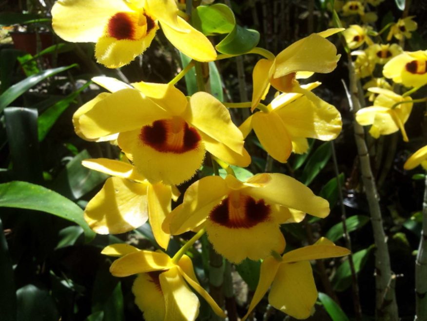 Sleeping Giant Orchid Gardens Tour