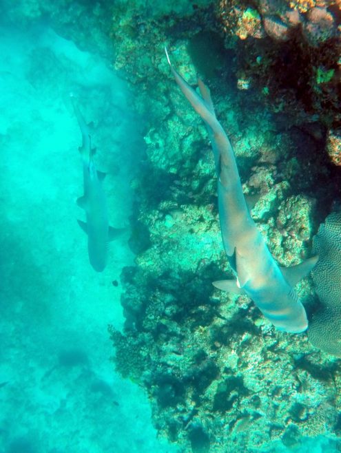 Snorkel with the sharks at Barefoot Kuata