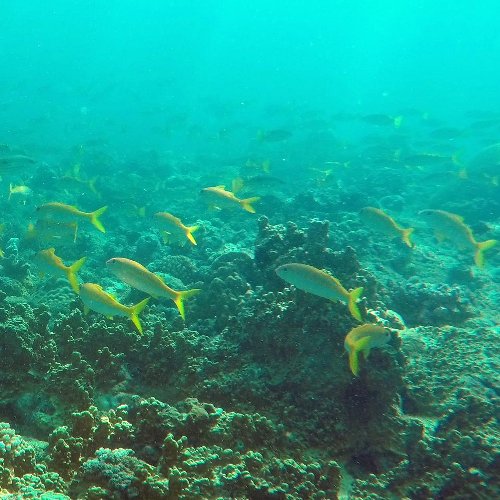 Snorkelling the outer reef Fiji